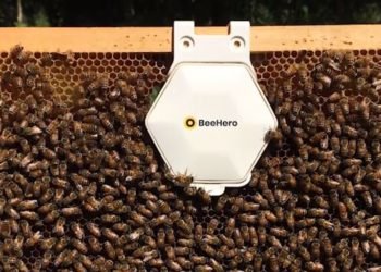 BeeHero