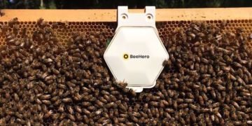 BeeHero